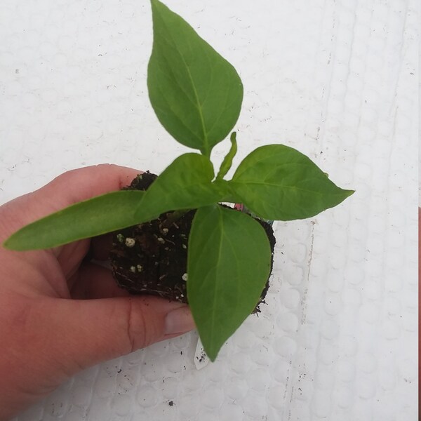 Pepper Jalapeno Plant