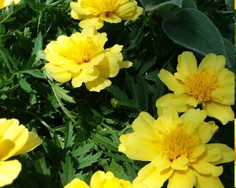 Marigold Alumia Vanilla Creme starter plant