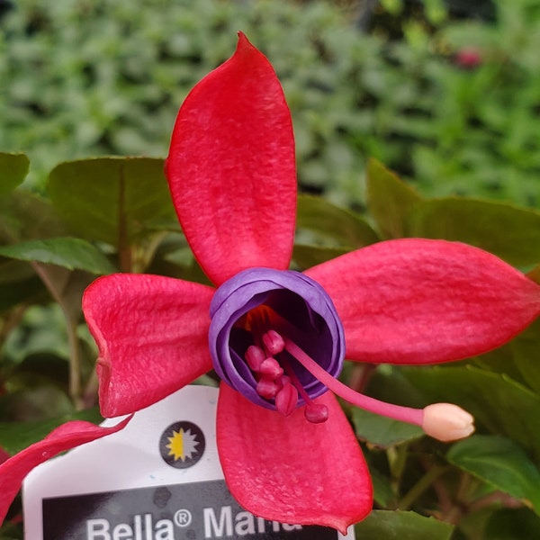 Fuchsia Bella Maria