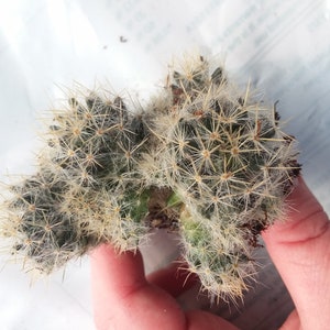 Strawberry cactus starter plant mammilaria prolifera