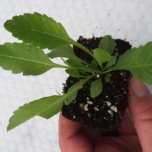 Costmary Starter Plant - Etsy