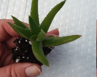 Starter Aloe type