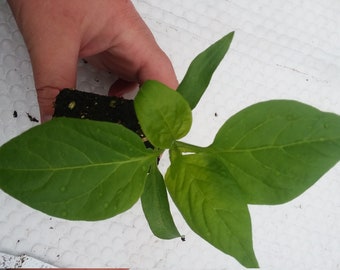 Golden California Wonder Bell Pepper Plant