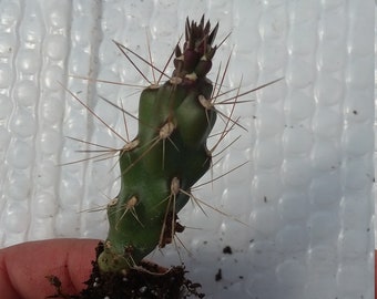 Cylindropuntia Starter