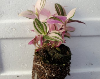 Pink Variegated Bolivian Tradescantia