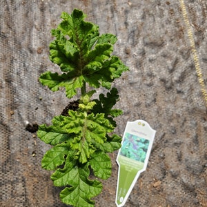 Scented Geranium Quercifolia