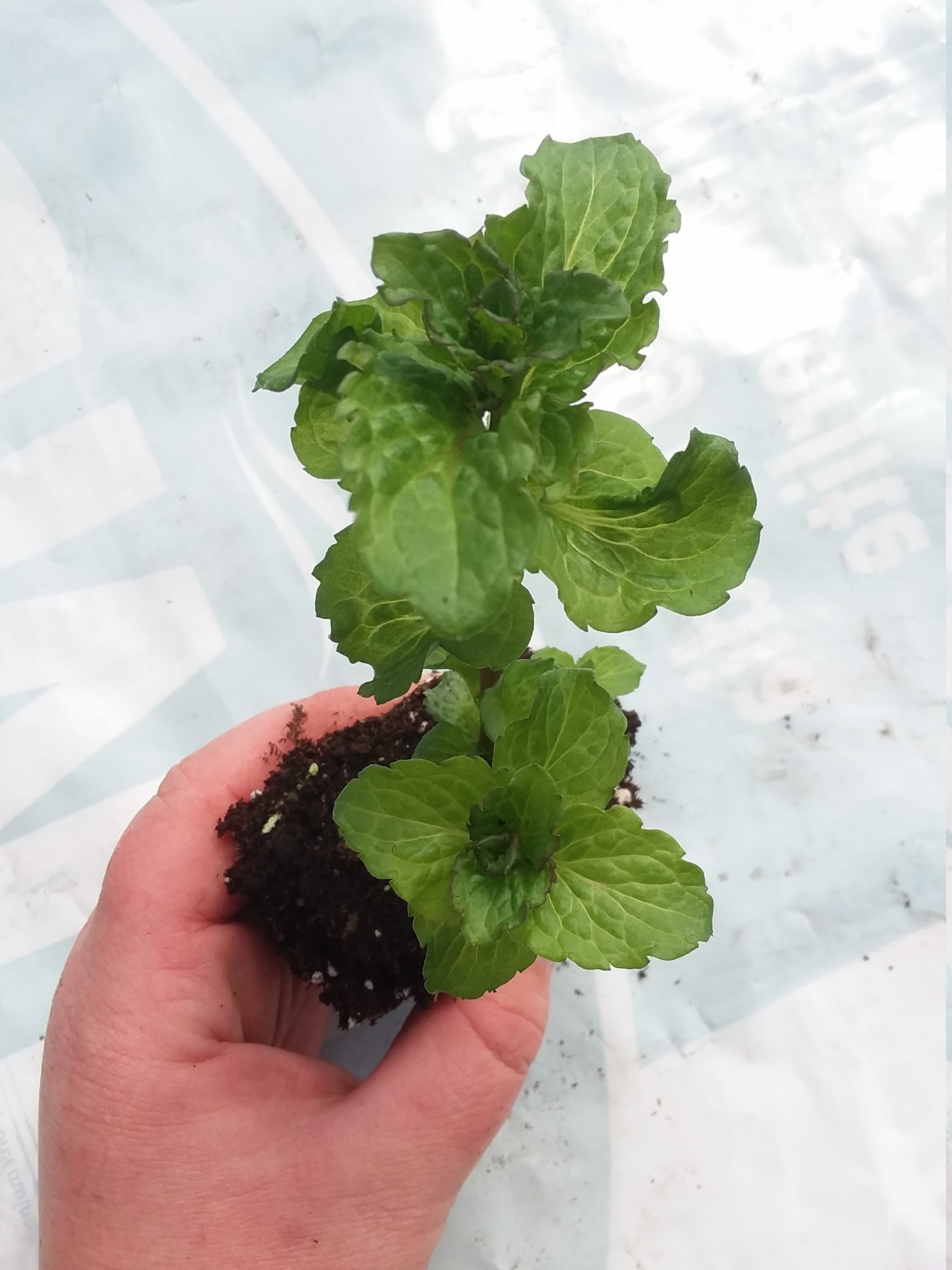 Curled Spearmint Starter Plant