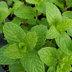 Peppermint plant