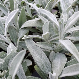 Sage Nazareth