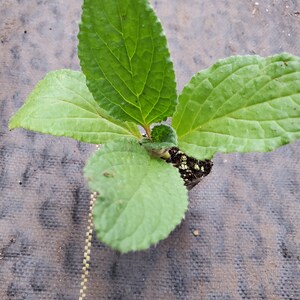 Borage Alba