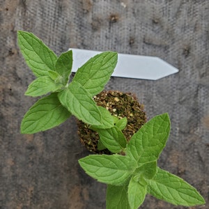 May include: Two small green mint plants growing in a pot. The plants have multiple leaves and are in the early stages of growth.