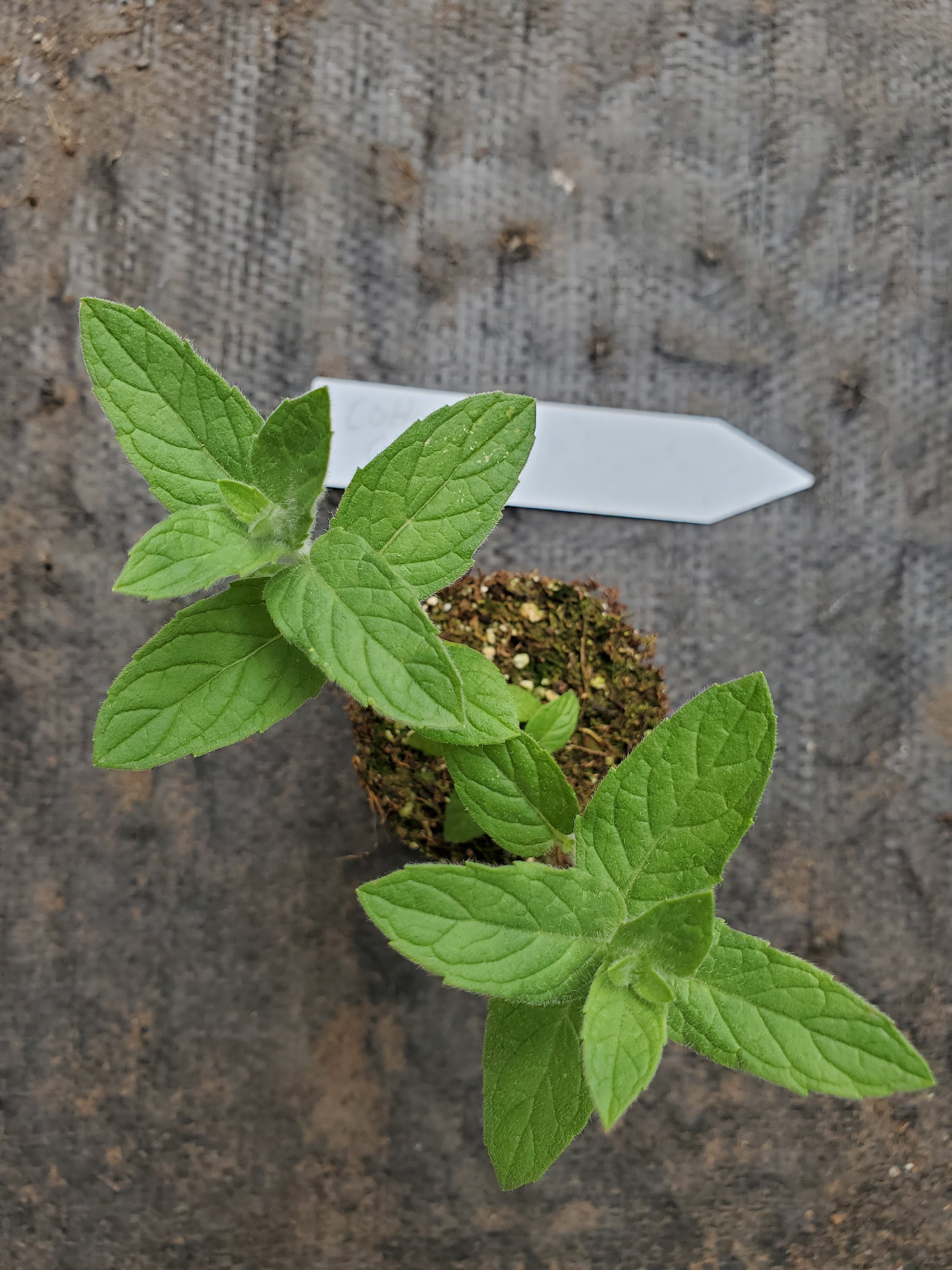 Mint Cotton Leaf