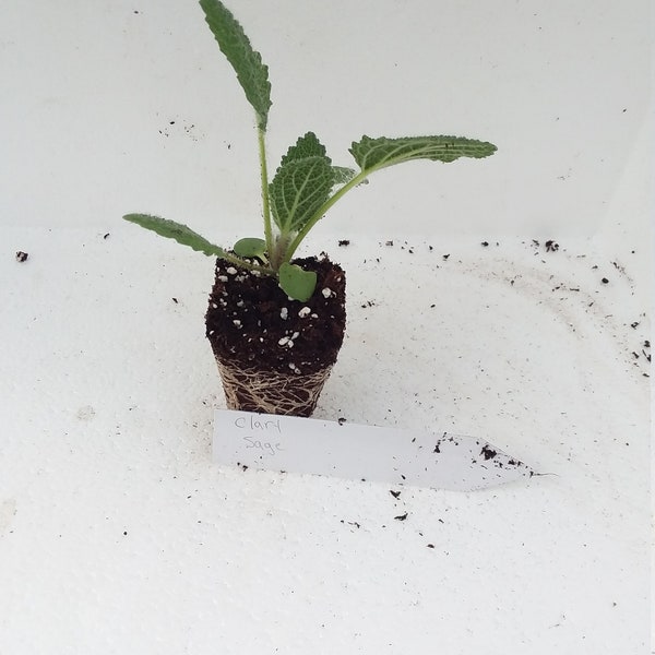 Salvia Sclarea Clary Sage starter plant