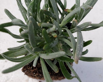 Lavender Phenomenal starter plant