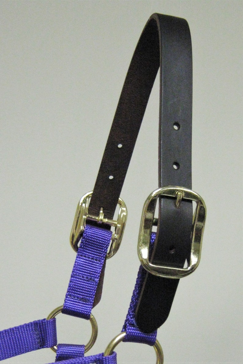 Puede incluir: Un cabezal de caballo de nylon morado con una cabezada de cuero marr&oacute;n y dos hebillas doradas.