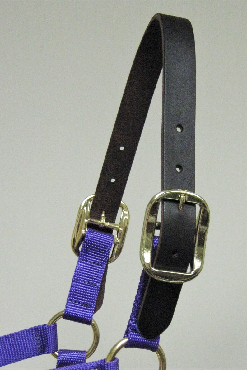 Puede incluir: Un cabezal de caballo de nylon morado con una cabezada de cuero marr&oacute;n y dos hebillas doradas.