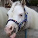 Propietario de <a href='https://www.etsy.com/mx/shop/pupsandponies?ref=l2-about-shopname&from_page=listing' class='wt-text-link'>pupsandponies</a>