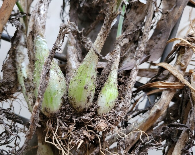 Old Fashioned Multiplying Onions Etsy