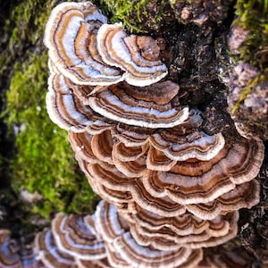 Puede incluir: Primer plano de un hongo grande, marrón y blanco en forma de estante que crece en un tronco de árbol. El hongo tiene una estructura en forma de abanico en capas con una superficie texturizada.