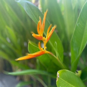 Heliconia