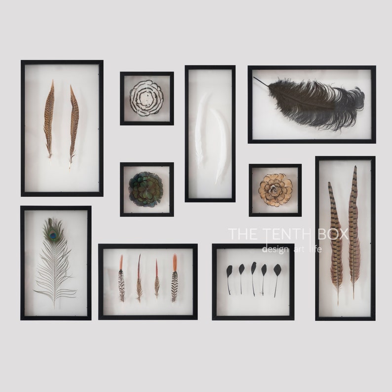 Framed feather collection display Feather specimen Feather Art Etsy