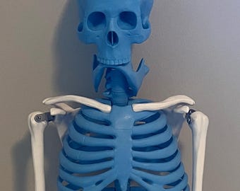 Carolina Desktop Miniature Human Skeleton