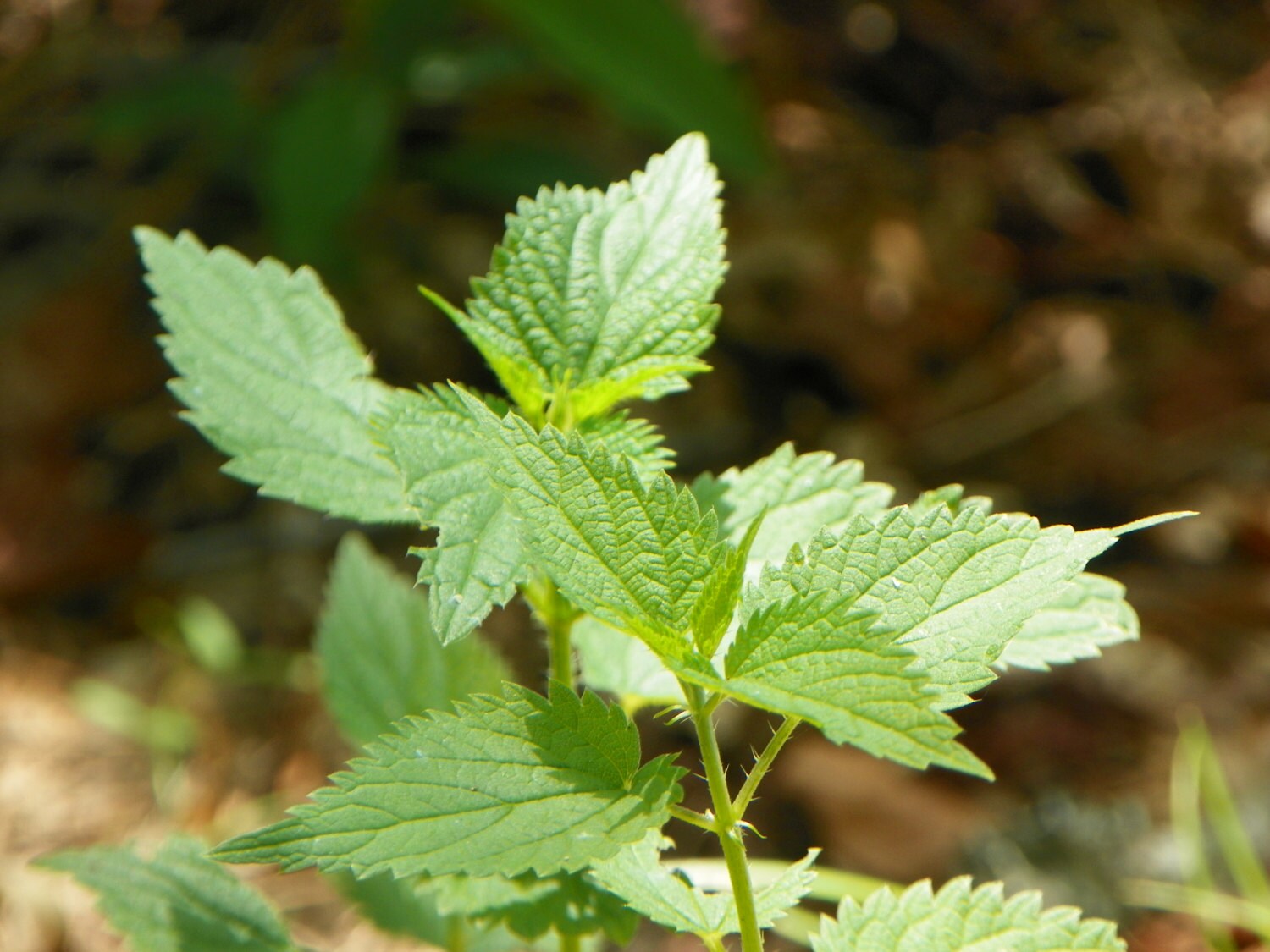 Stinging Nettle Tea Herbal Organic Loose Leaf 1 oz or 2 oz Etsy