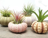 4 Pcs Sea Urchin Air Plants Lot Kit Includes 4 Plants and 4 shells Kraft Gift Box
