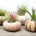 Joy Pease reviewed Air purifying plant | 4 Pcs Sea Urchin Air Plants Lot | Includes 4 Plants and 4 shells + Kraft Gift Box