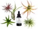 6 pcs Tillandsia Air Plant Lot in Gift BOX! / Kit includes 5 Plants and 1 bottle of Organic Air Plant Fertilizer Food. Indoor Plants 