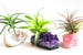 Crystal Air Plant 3 pcs Kit! INCLUDES: 3 Tillandsia Plants, 3 Healing Stones, 1 Adhesive, and 3 Bands 