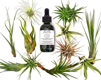 12 pcs Tillandsia Air Plant Lot in Gift BOX! / Kit includes 11 Plants and 1 bottle of Organic Air Plant Fertilizer Food. Indoor Plants