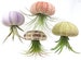 Air purifying plant Kit / Includes Plants, Shells, and Hanging Accessories, + Gift Box / 4 Pcs Sea Urchin Air Plant Jellyfish Lot 