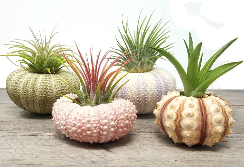 Air purifying plant  4 Pcs Sea Urchin Air Plants Lot  image 0