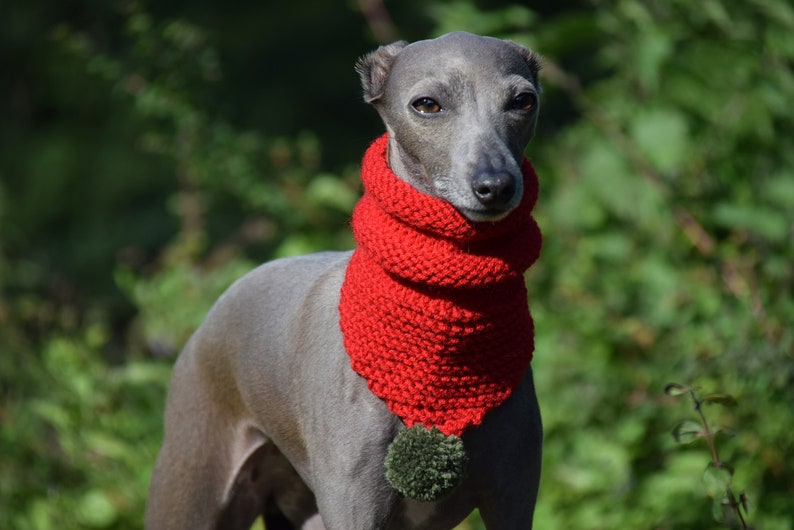 Woollen Dog Bandana Red with White Pom-Pom & Red with Multicolour Pom-Pom, dog snood,, whippet snood dog neck warmer image 2