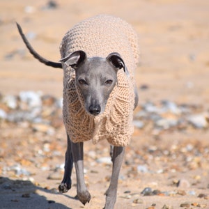 Italian Greyhound Sweater Sand Wool Italian greyhound clothes image 4