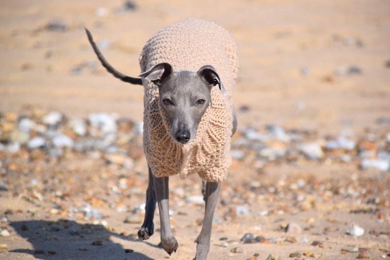 Italian Greyhound Sweater Sand Wool Italian greyhound clothes image 4