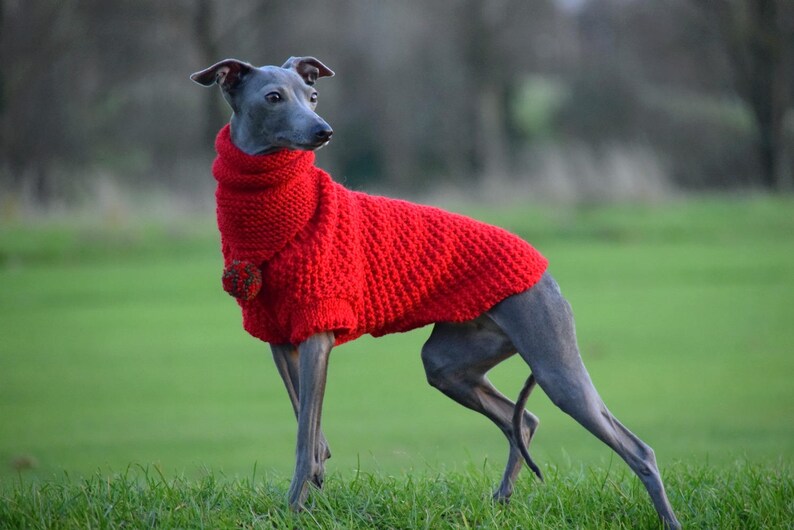 Woollen Dog Bandana Red with White Pom-Pom & Red with Multicolour Pom-Pom, dog snood,, whippet snood dog neck warmer image 5