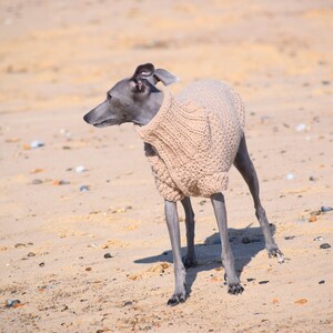 Italian Greyhound Sweater Sand Wool Italian greyhound clothes image 5
