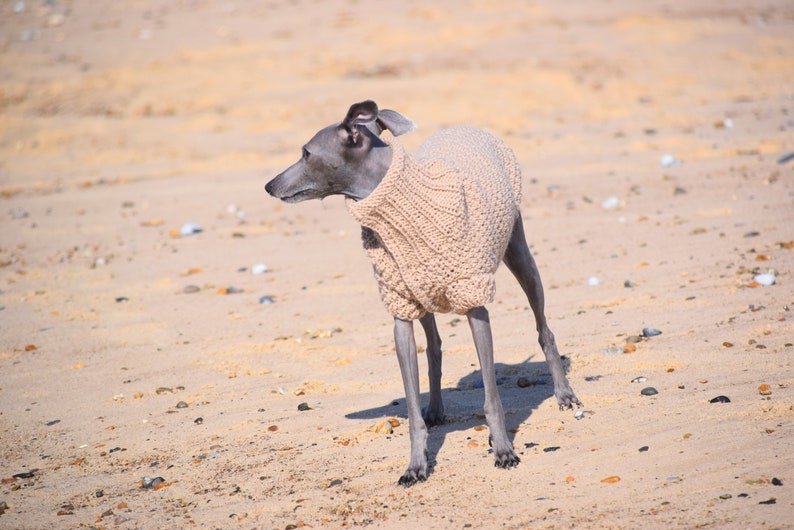 Italian Greyhound Sweater Sand Wool Italian greyhound clothes image 5