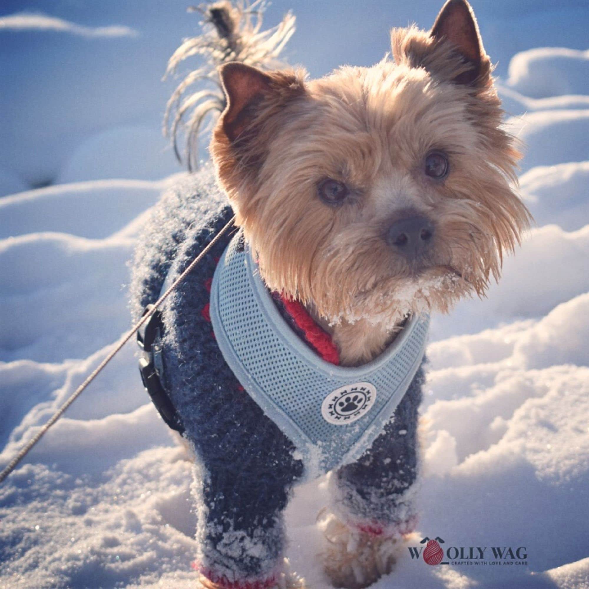dog winter jumper