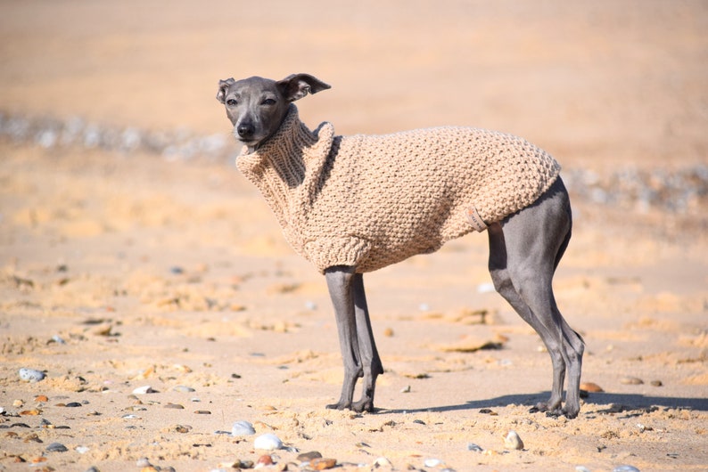 Italian Greyhound Sweater Sand Wool Italian greyhound clothes image 1