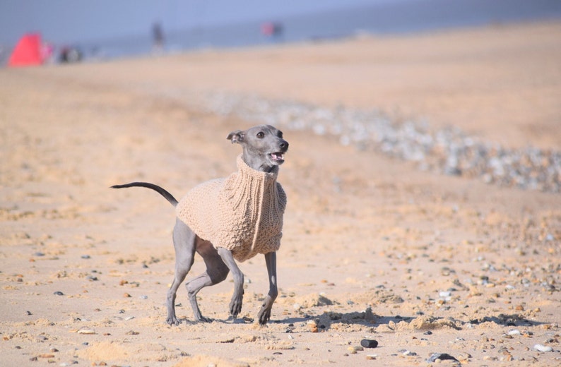 Italian Greyhound Sweater Sand Wool Italian greyhound clothes image 6