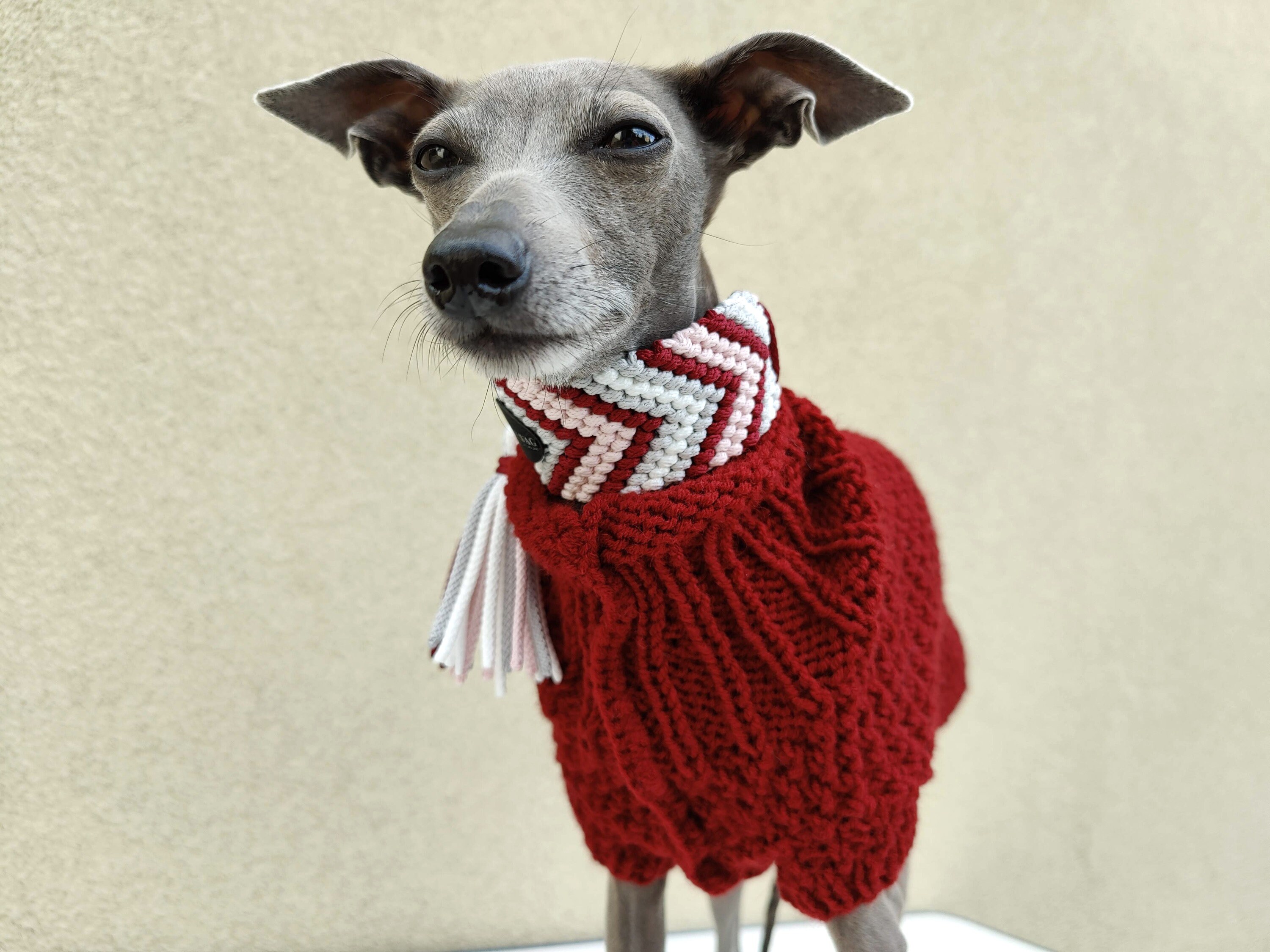 Italian Greyhound Dog Sweaters Maroon Italian Greyhound Etsy