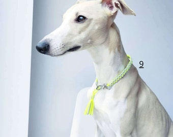 May include: A white Whippet dog wearing a neon yellow and silver braided dog collar with a tassel.