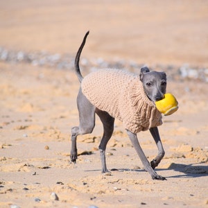 Italian Greyhound Sweater Sand Wool Italian greyhound clothes image 3