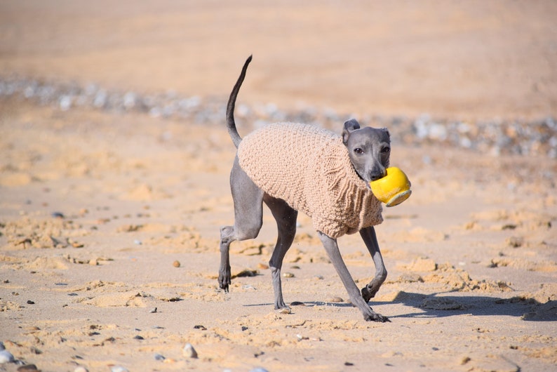 Italian Greyhound Sweater Sand Wool Italian greyhound clothes image 3