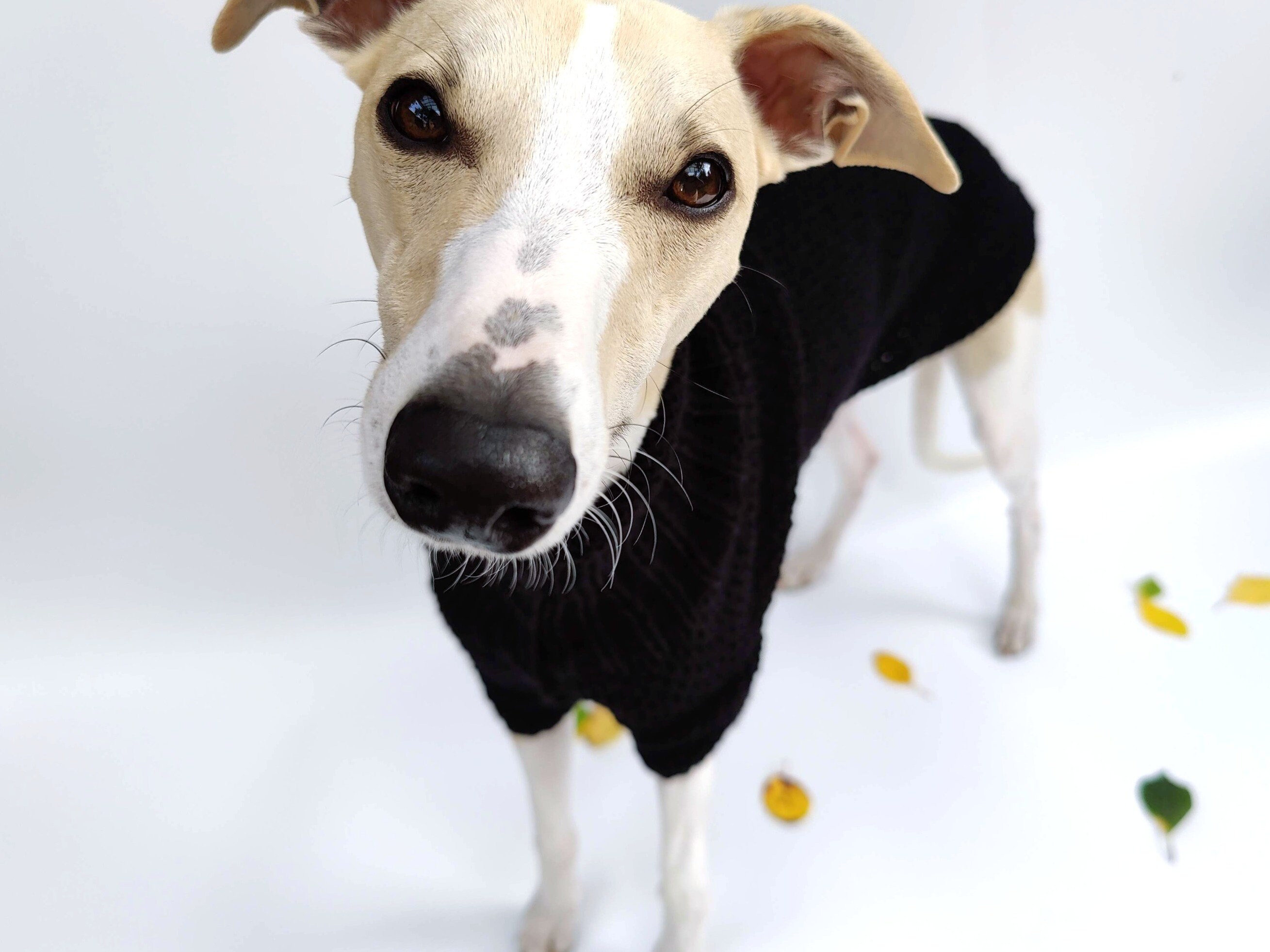 whippet jumper