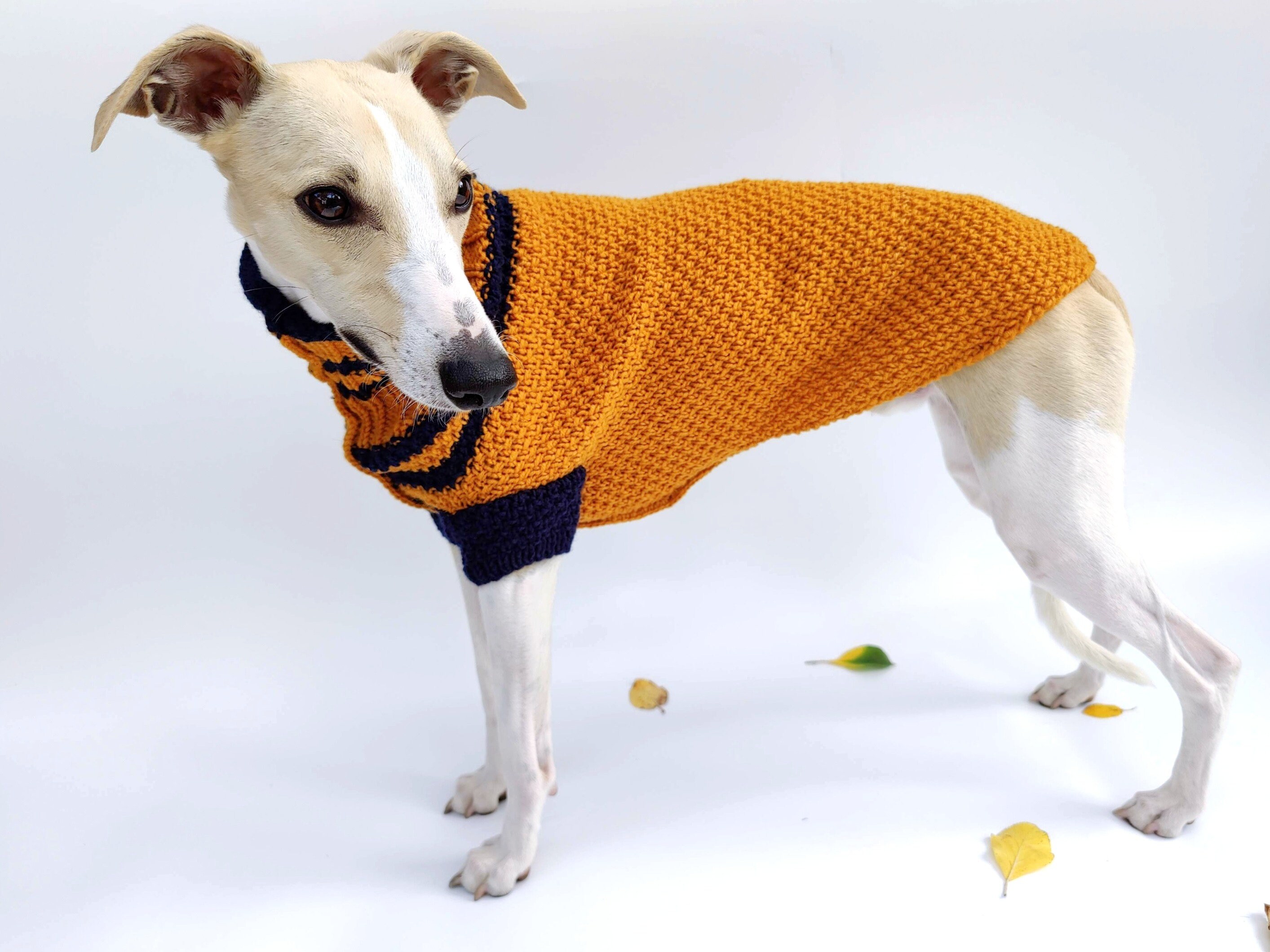 whippet in sweater