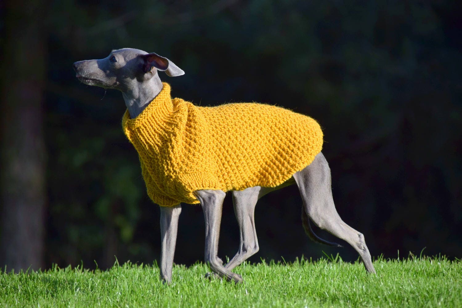 Greyhound dog clearance sweaters